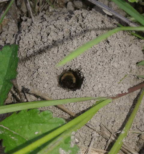 Api che nidificano nel terreno:  Colletes cunicularius